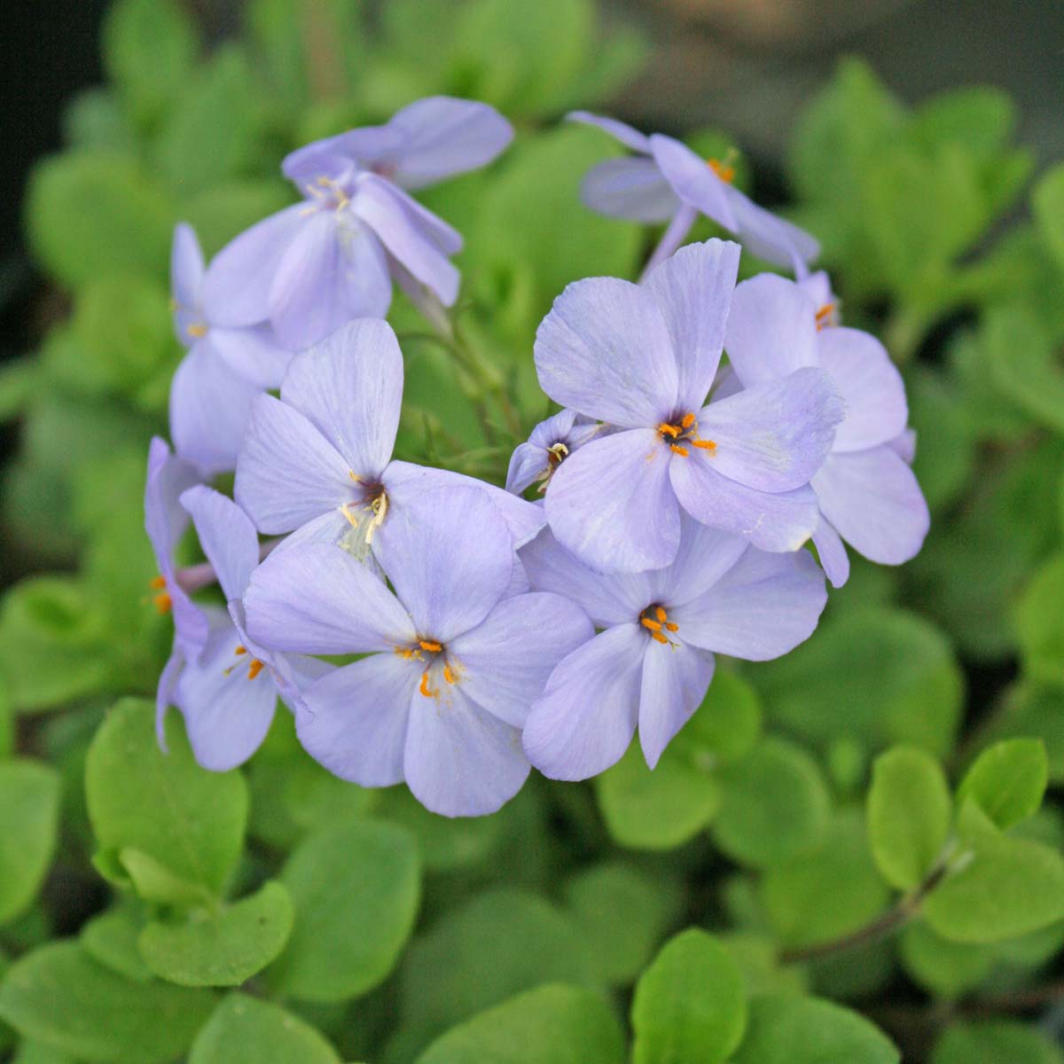Phlox stolonifera 'Blue Ridge' Creeping Phlox