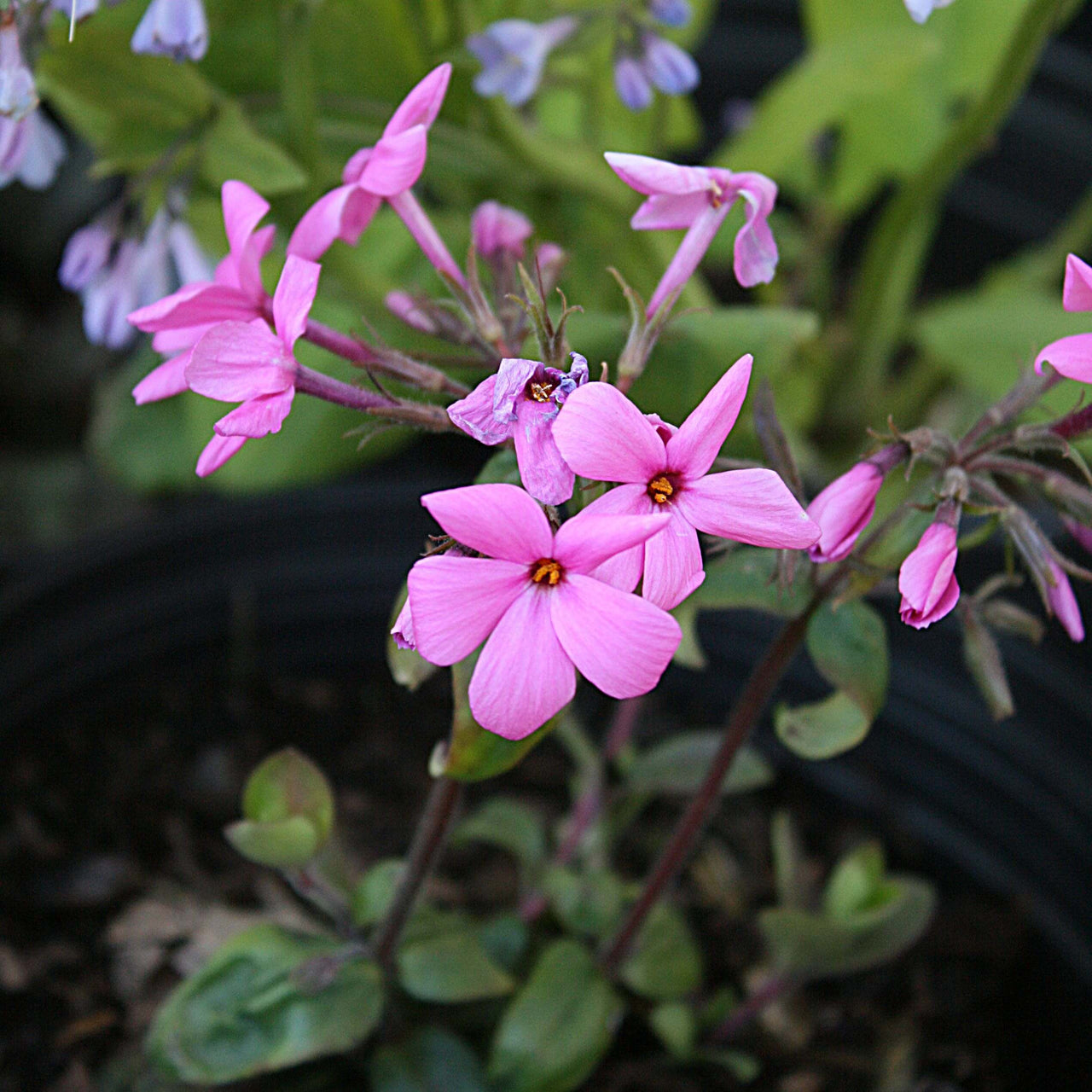 Phlox stolonifera 'Home Fires' Creeping Woodland Phlox