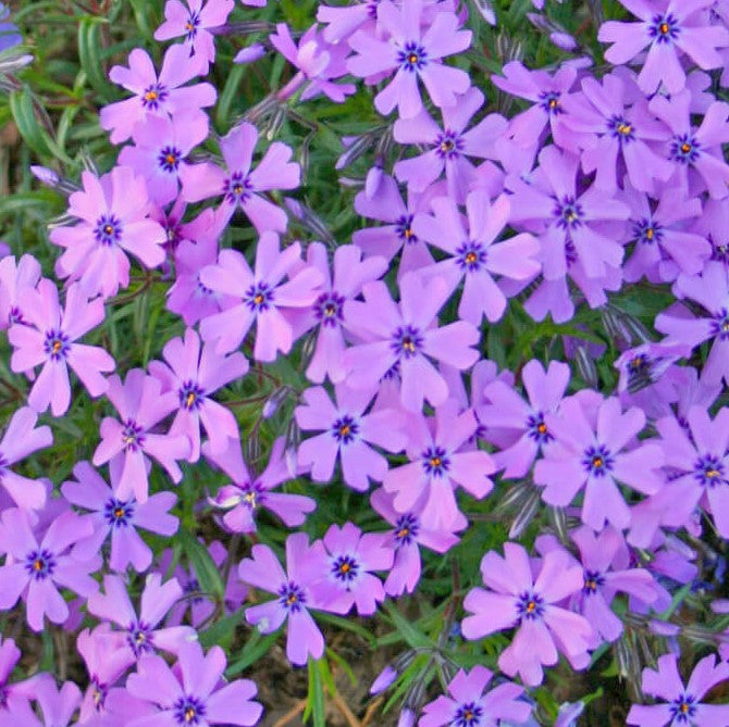 Phlox subulata 'Purple Beauty' Creeping Phlox