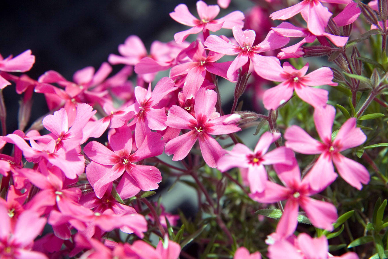 Phlox subulata 'Scarlet Flame' Creeping Phlox