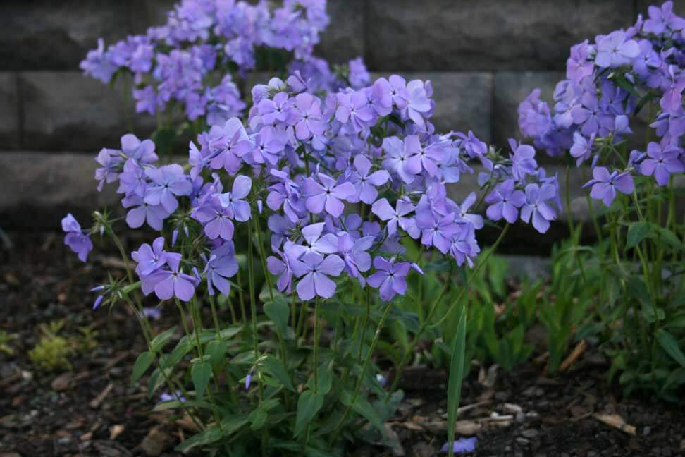 Phlox divaricata Blue Moon Woodland Phlox for sale