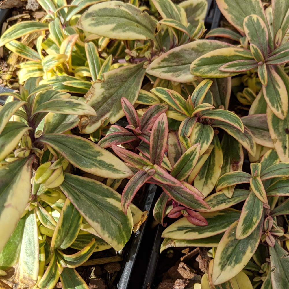 Phlox divaricata Blue Ribbons