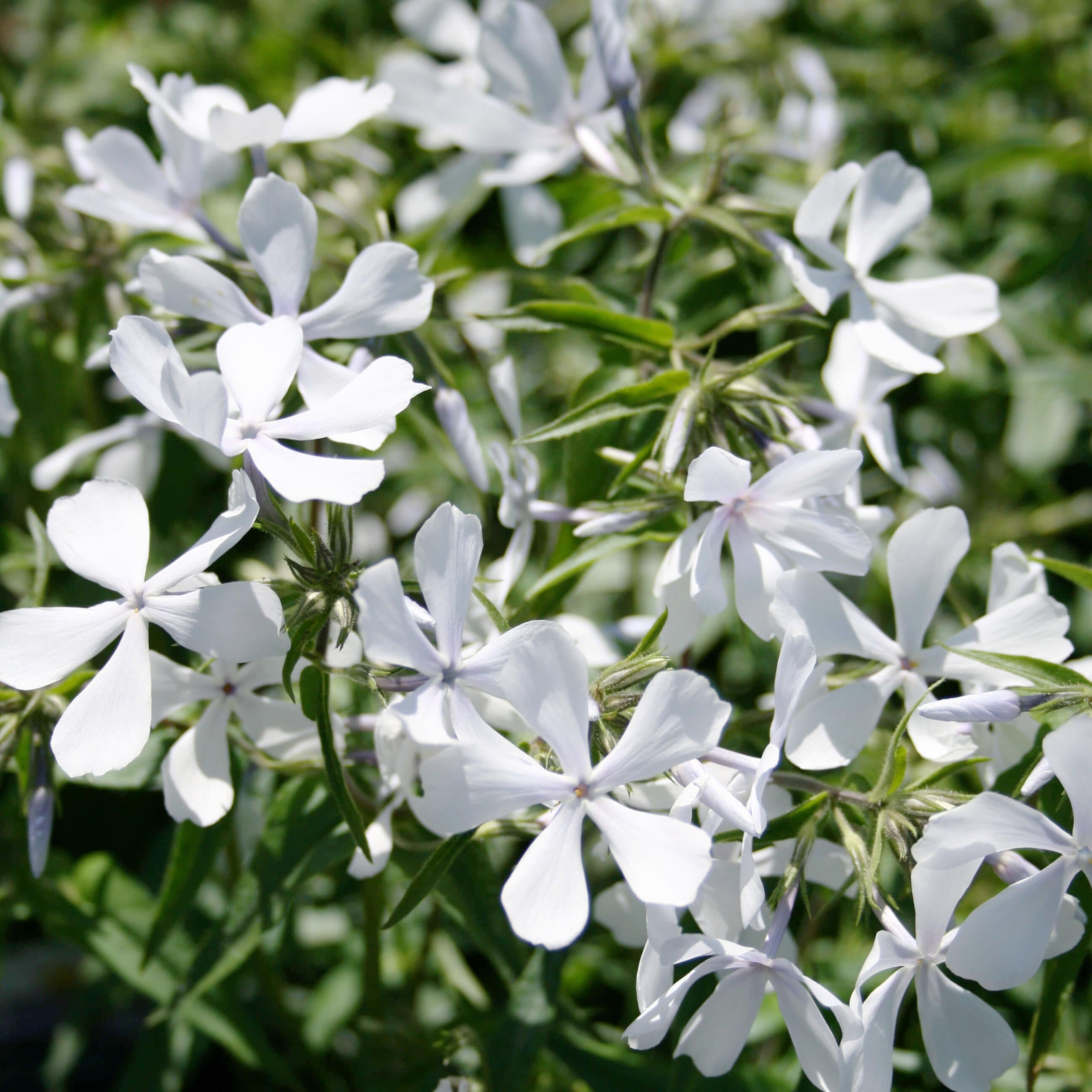 FLUX 花柄ビンディング ホワイト Phlox divaricata May Breeze Woodland Phlox for Sale | Rare Roots