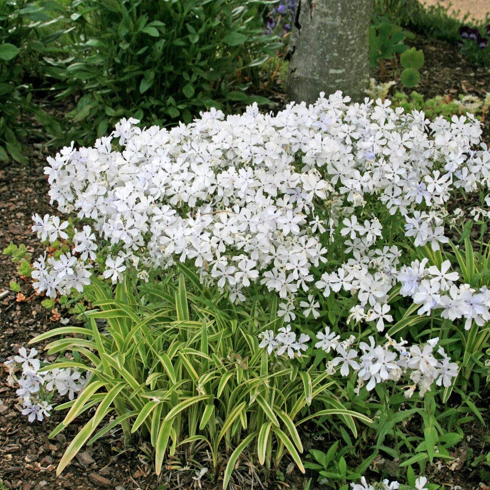 Blue Ribbons Woodland Phlox - Plant