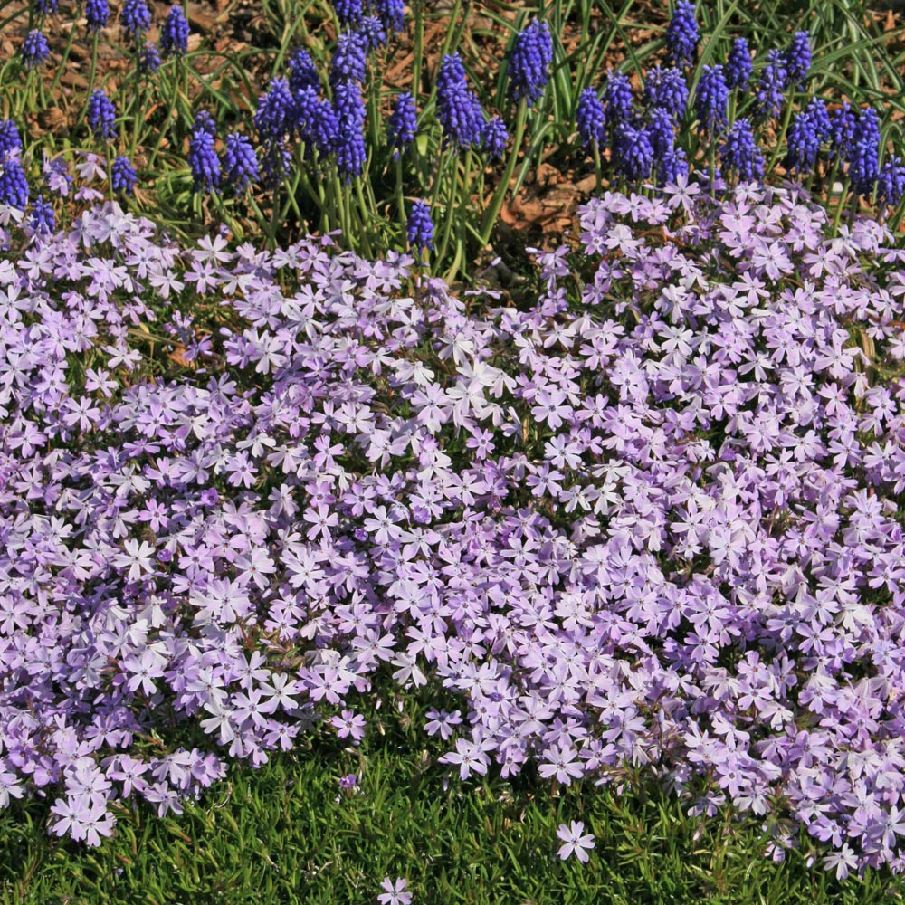 Phlox subulata 'Emerald Blue' Creeping Phlox