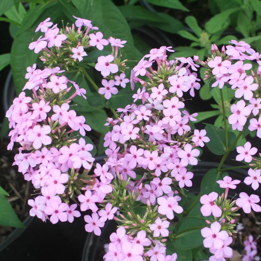 Phlox paniculata 'Jeana' Garden Phlox