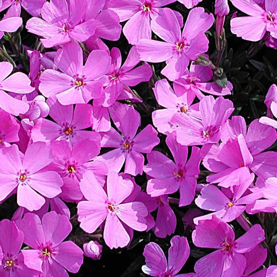 Phlox subulata 'Emerald Pink' Creeping Phlox