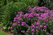 Phlox paniculata Robert Poore Summer Phlox for sale