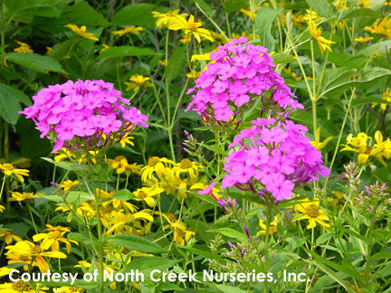 Phlox paniculata Robert Poore Summer Phlox for sale