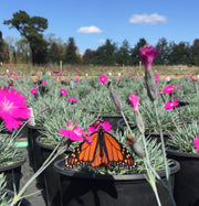 Dianthus gratianopolitanus Firewitch Cheddar Pinks