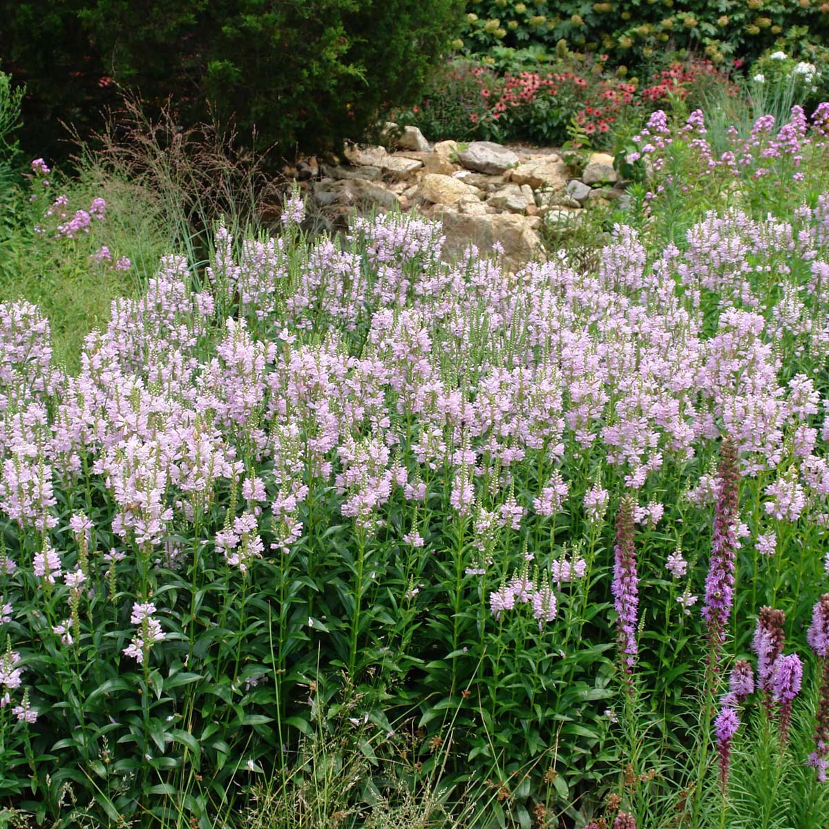 Physostegia virginiana 'Pink Manners' Obedient Plant