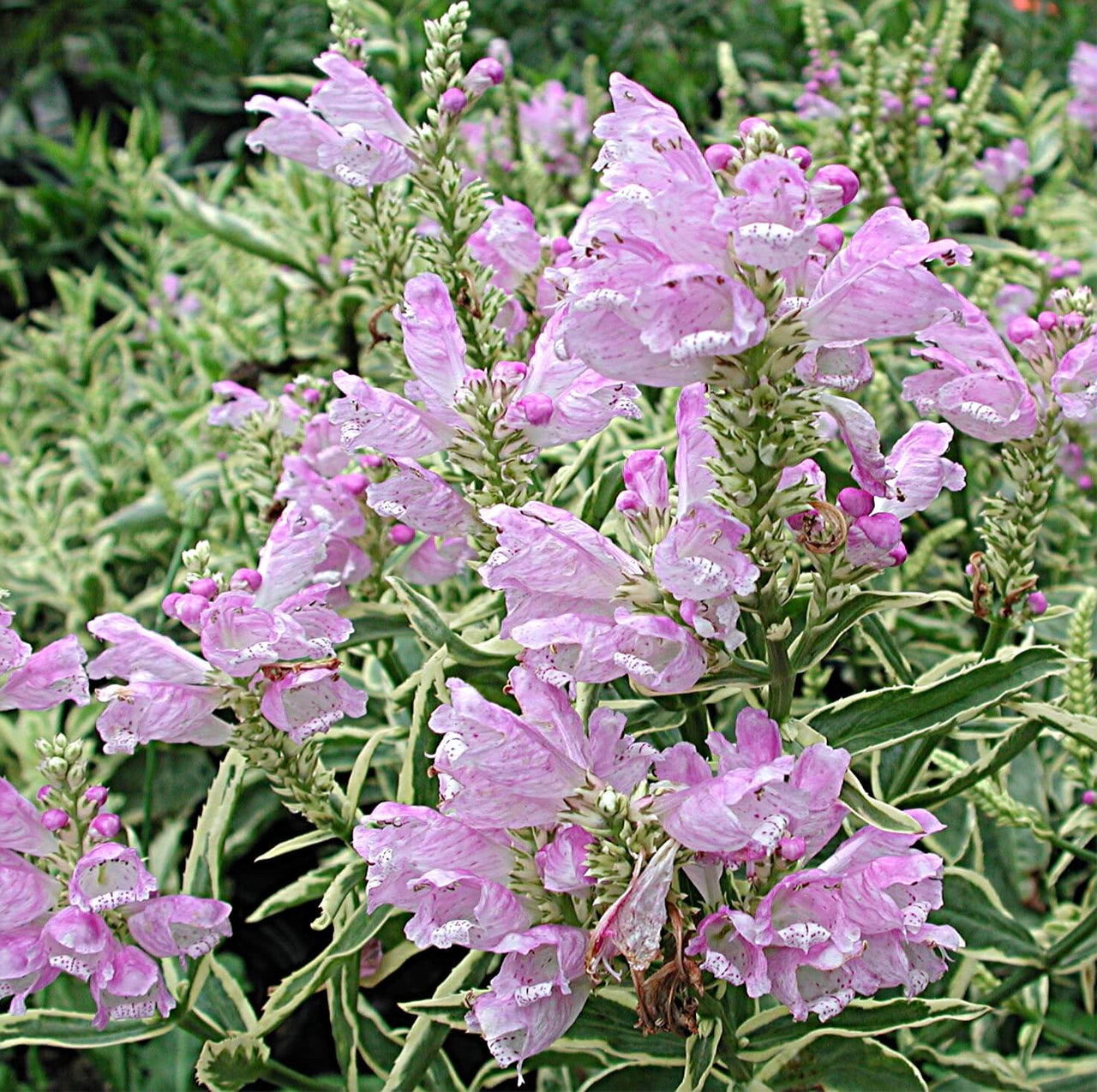 Physostegia virginiana 'Variegata' Obedient Plant