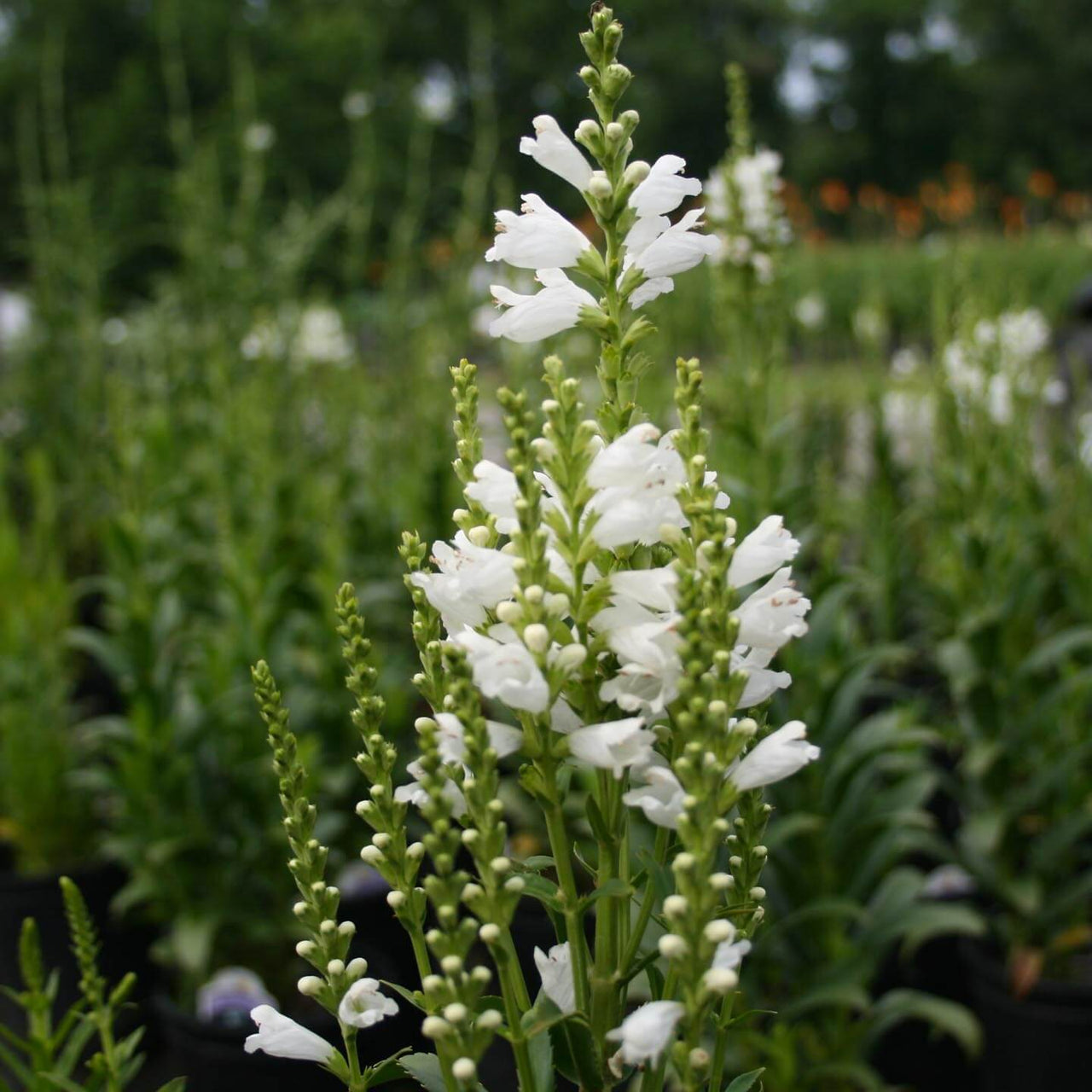 Physostegia virginiana 'Miss Manners' Obedient Plant