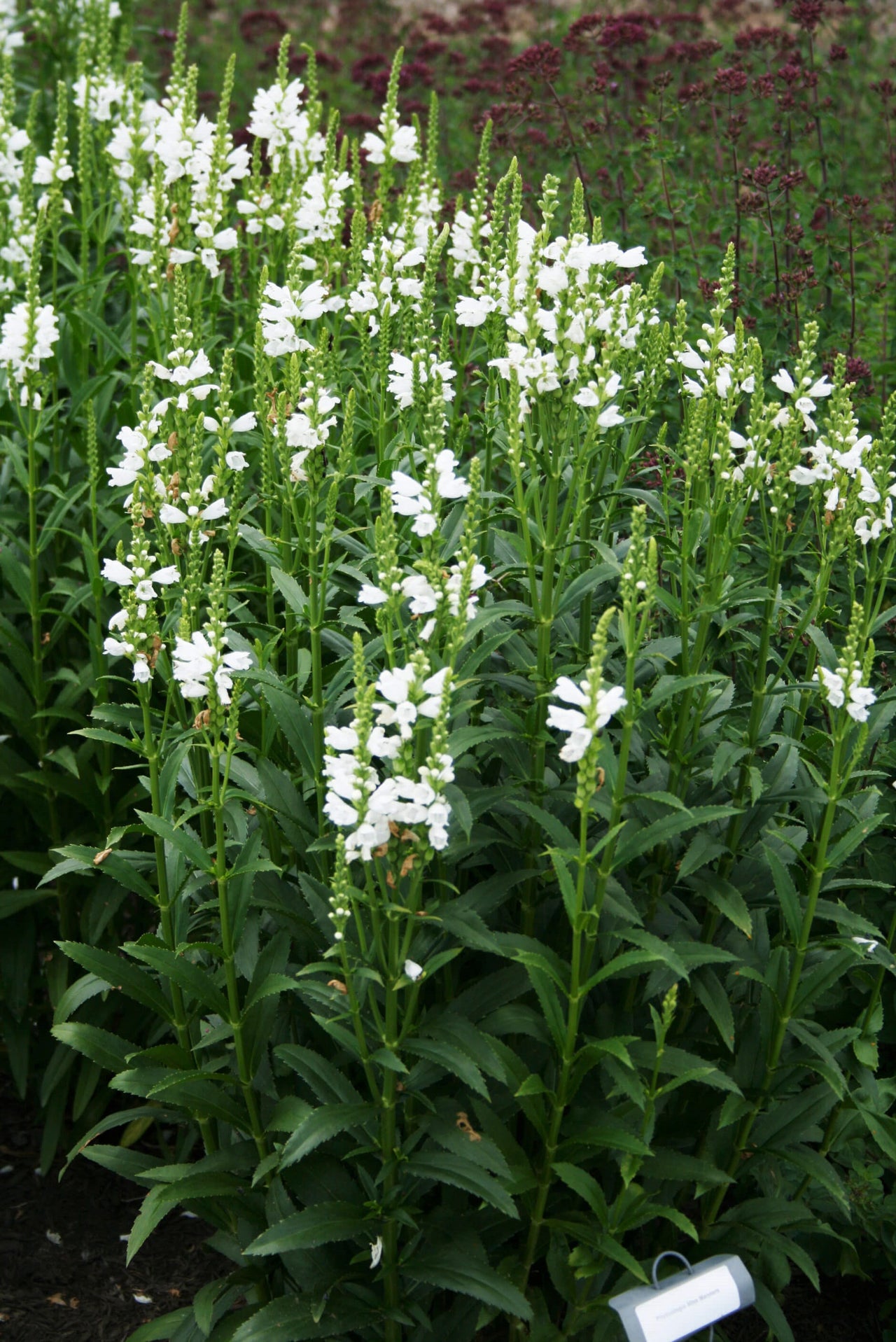 Physostegia virginiana 'Miss Manners' Obedient Plant