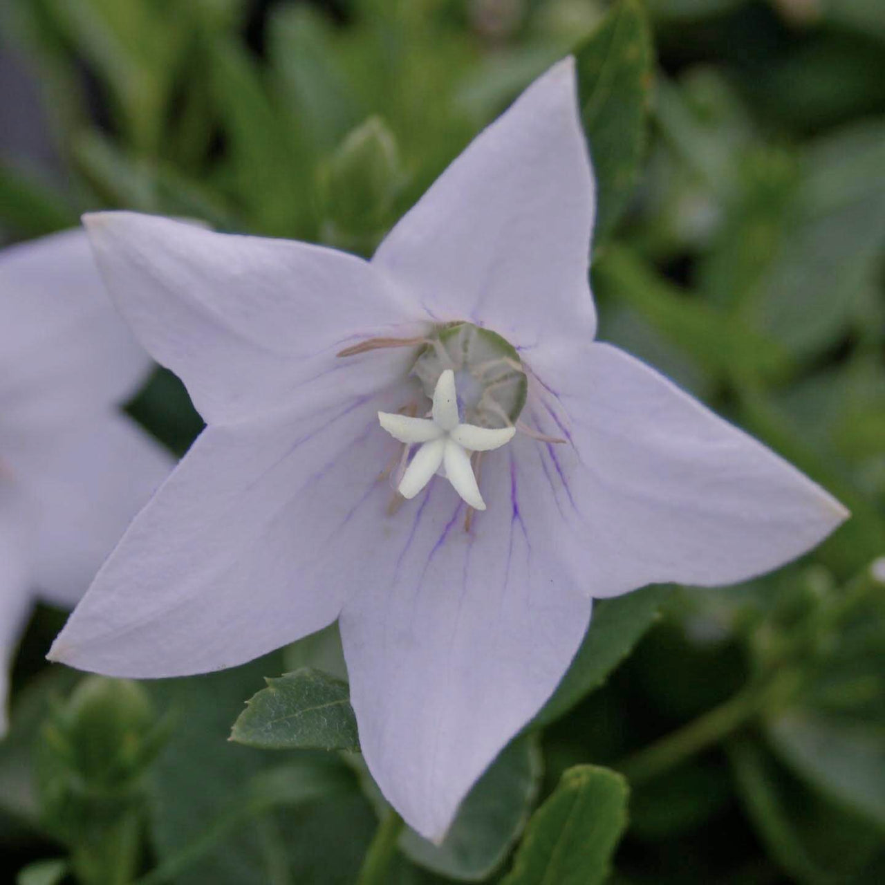 Platycodon Fairy Snow Balloon Flower