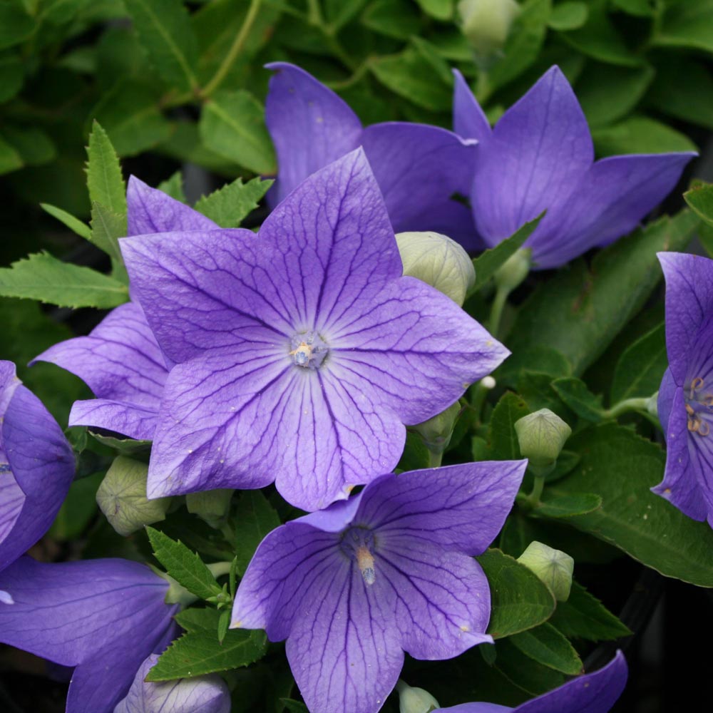 Platycodon grandiflorus 'Sentimental Blue' Balloon Flower