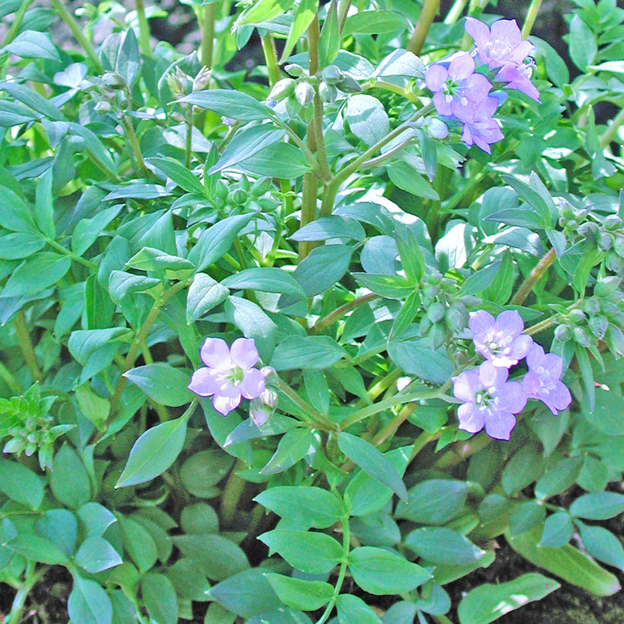 Polemonium reptans Jacob's Ladder