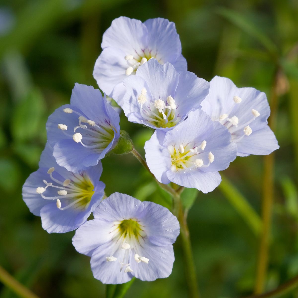 Polemonium reptans Jacob's Ladder