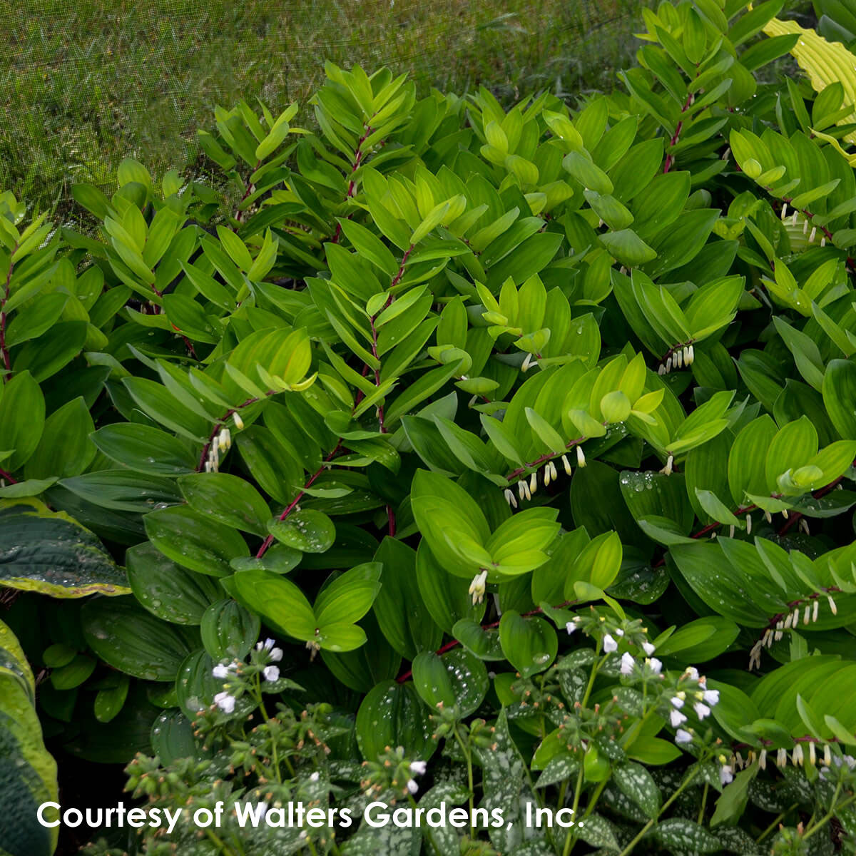 Polygonatum Ruby Slippers Solomon's Seal for sale