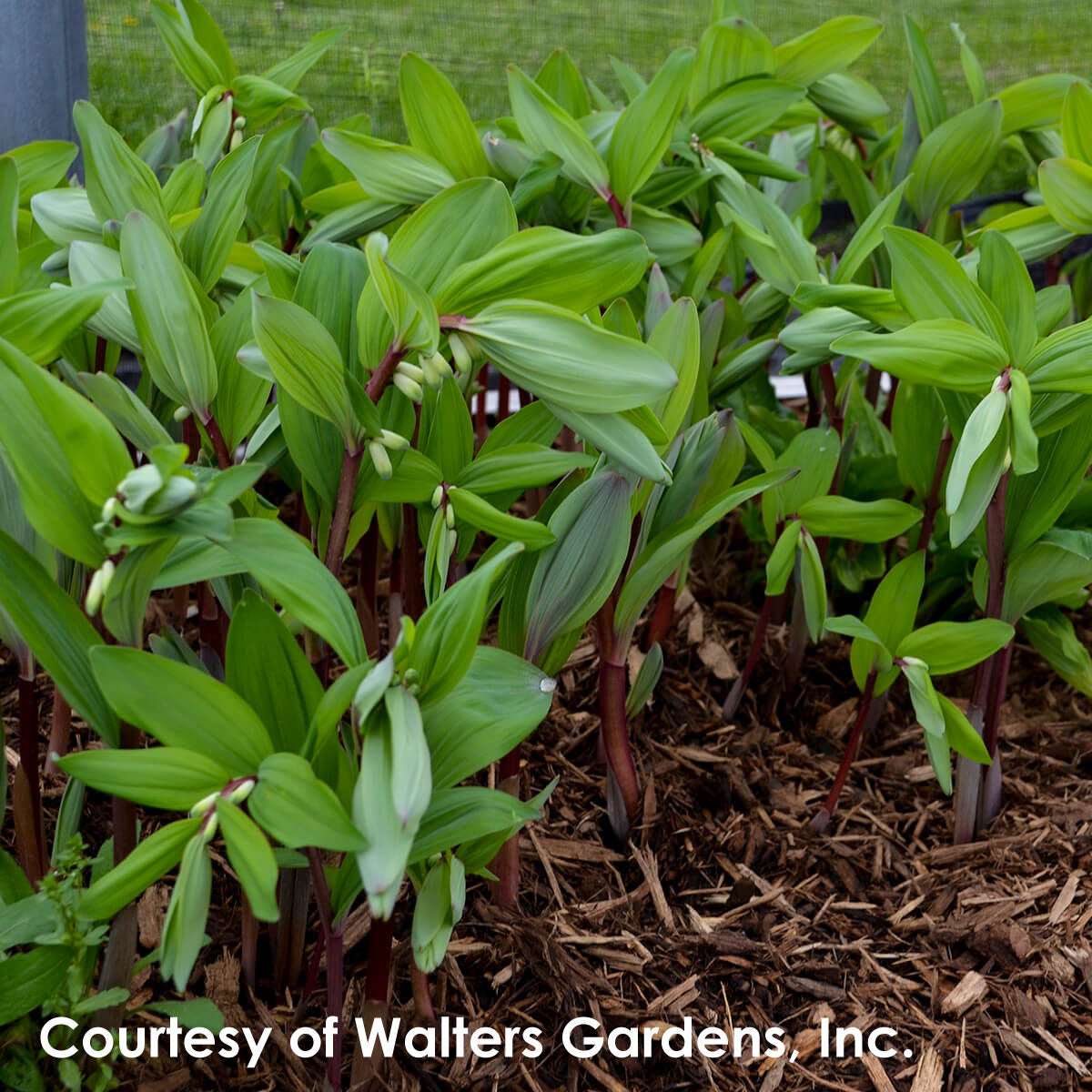 Polygonatum Ruby Slippers Solomon's Seal for sale