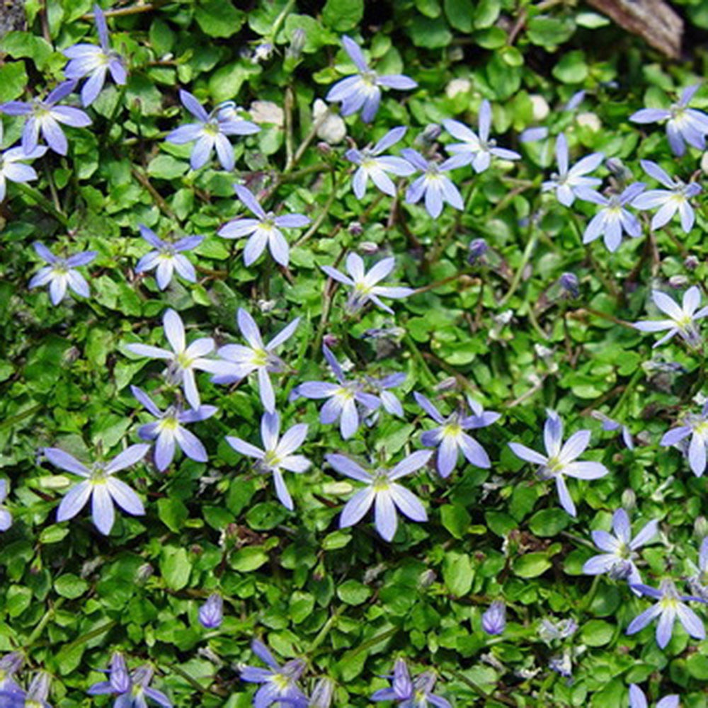 Pratia pedunculata Little Star Creeper