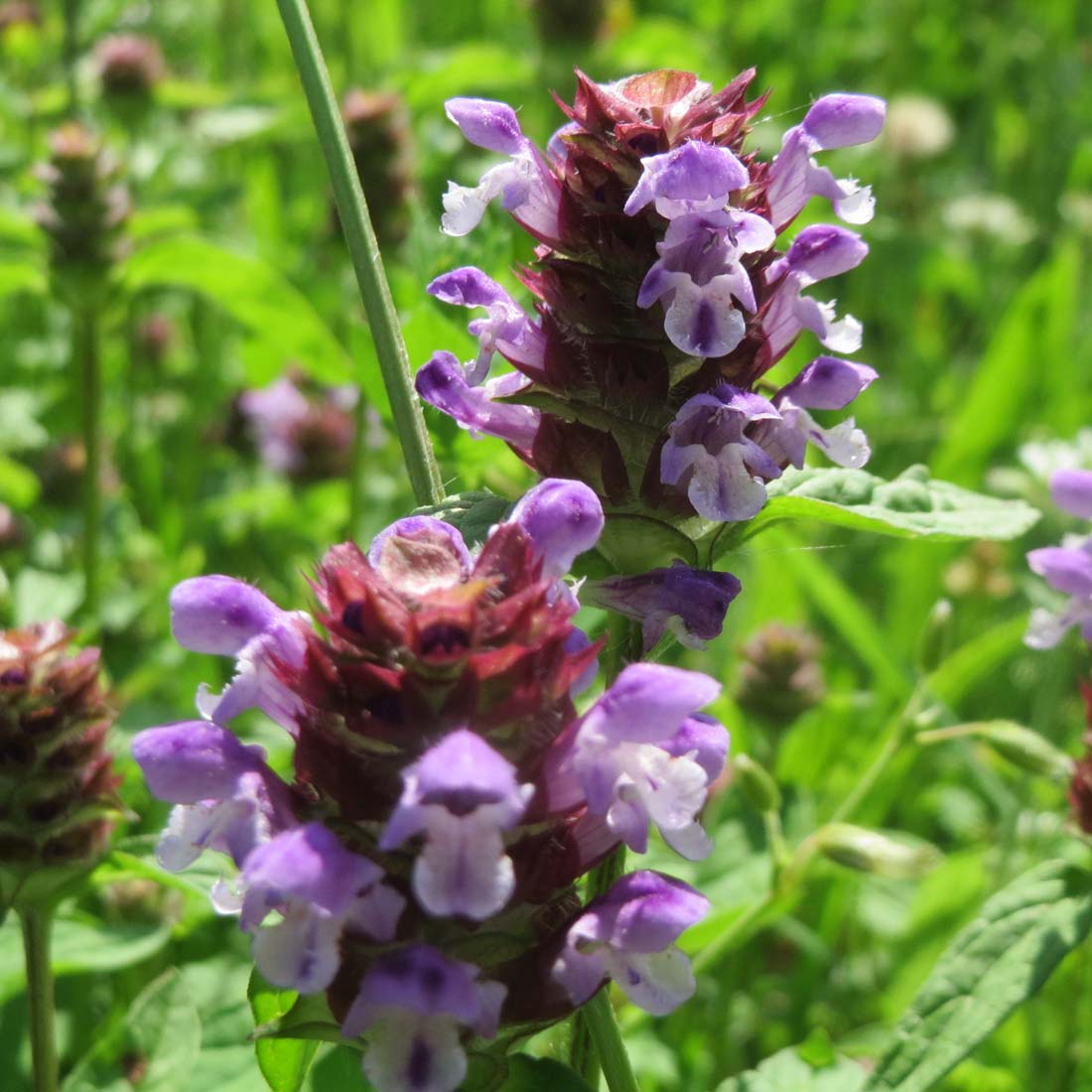 Prunella vulgaris Self-Heal