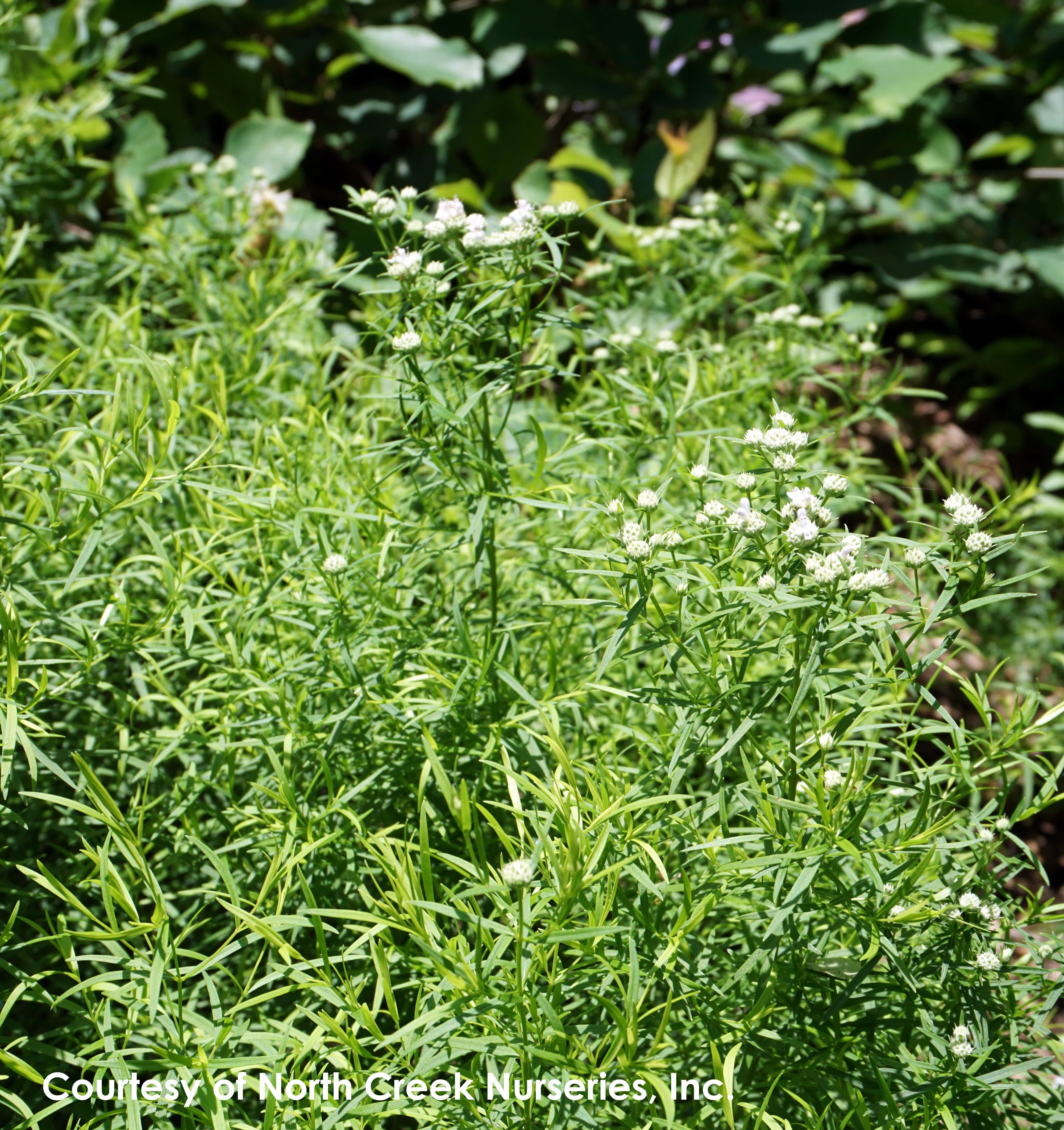 Pycnanthemum Narrowleaf Mountain Mint for Sale | Rare Roots