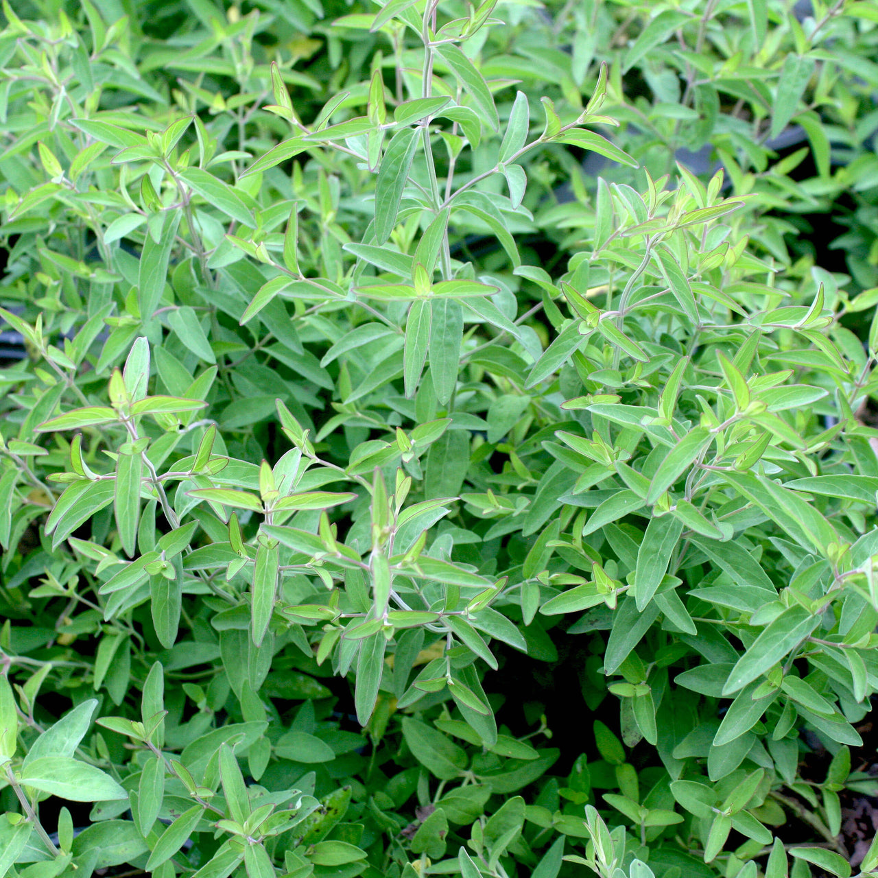 Pycnanthemum flexuosum  Appalachian Mountain Mint