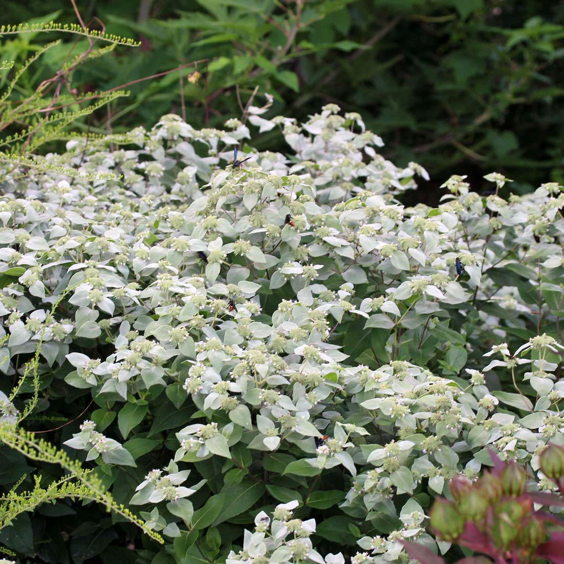 Pycnanthemum muticum Clustered Mountain Mint