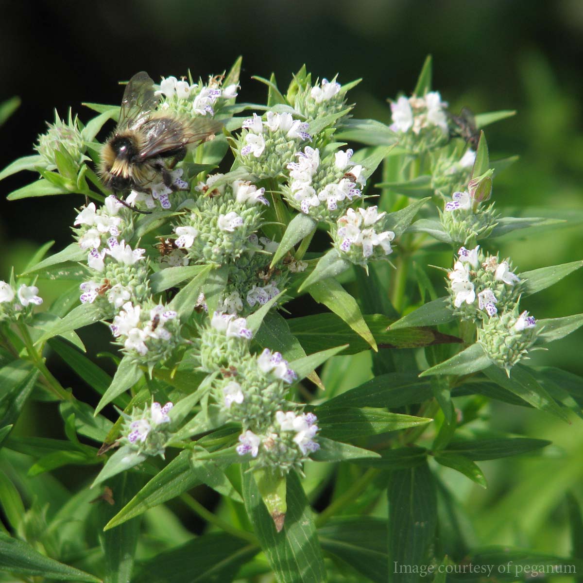 Narrow-leaf Mountain Mint (Pycnanthemum tenuifolium) 11 Pycnanthemum tenuifolium Narrowleaf Mountain Mint