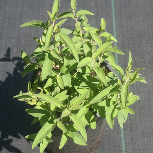 Pycnanthemum flexuosum  Appalachian Mountain Mint