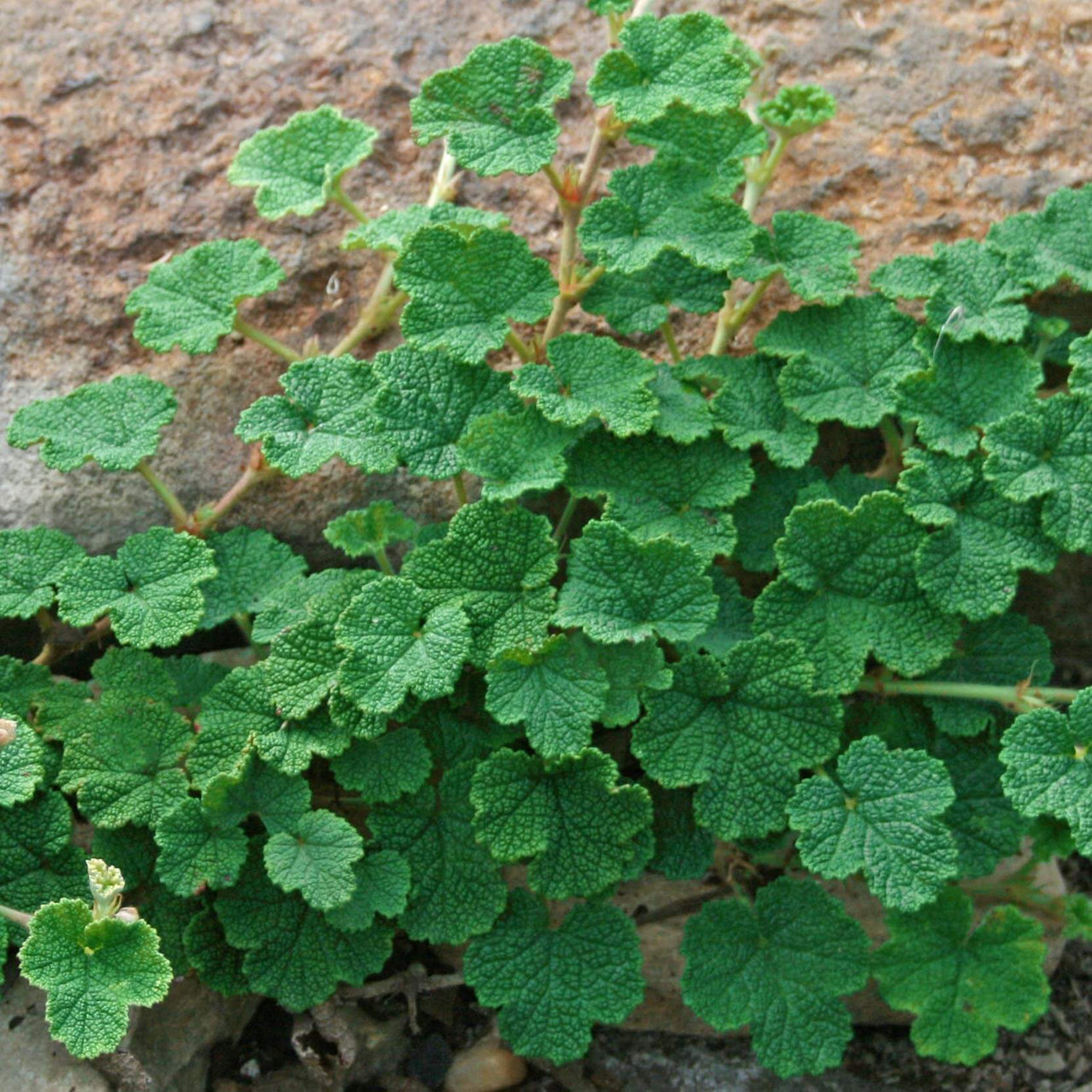 Rubus calycinoides Creeping Raspberry for sale 
