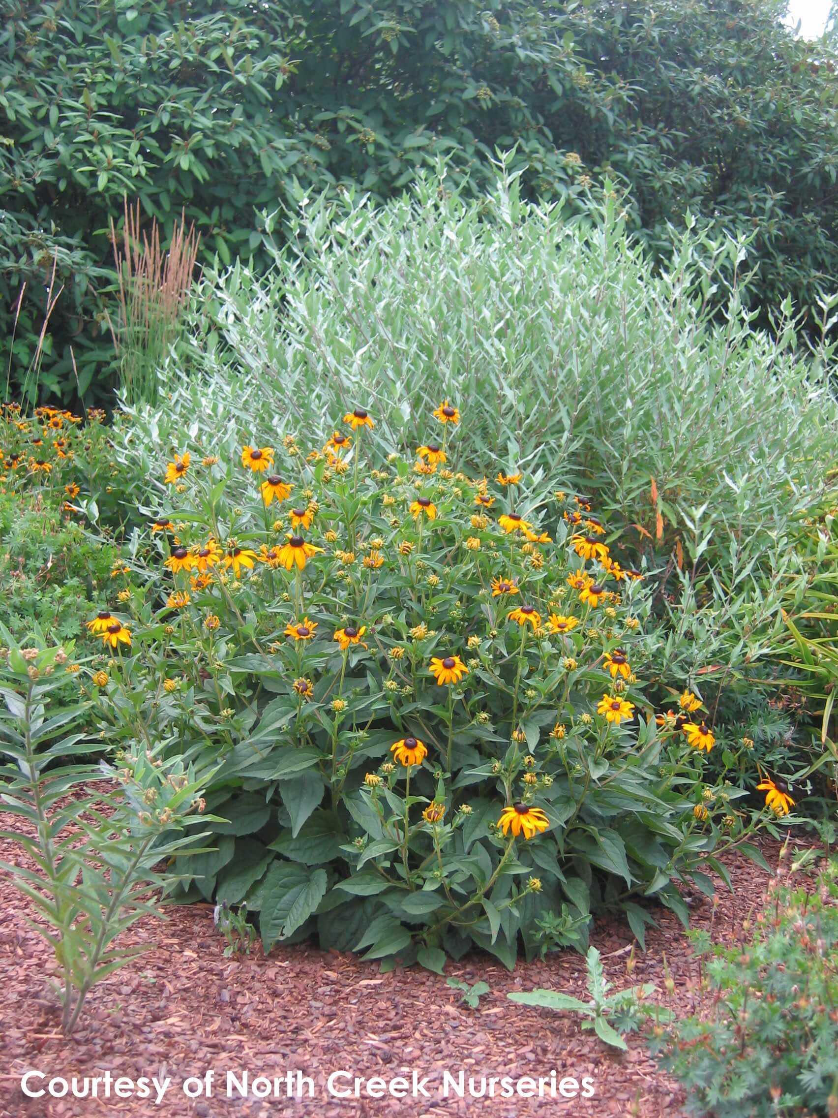 Rudbeckia fulgida 'Goldsturm' Black-Eyed Susan - Thumbnail 2