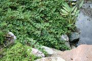 Rubus calycinoides Creeping Raspberry for sale 