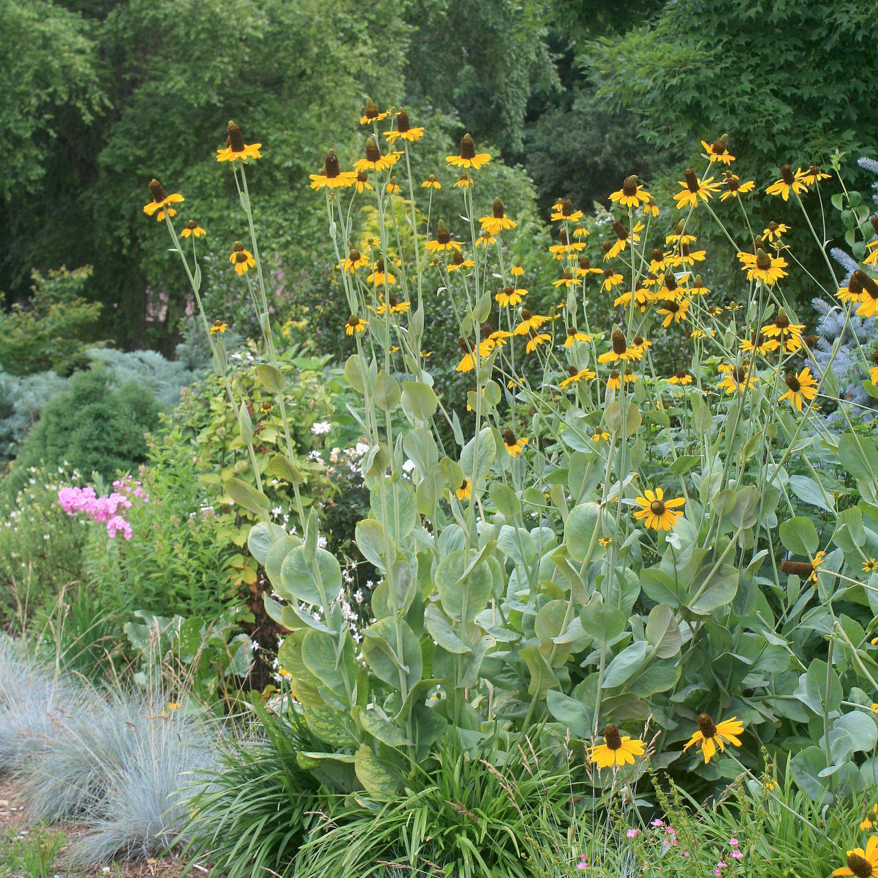 Rudbeckia maxima Giant Coneflower