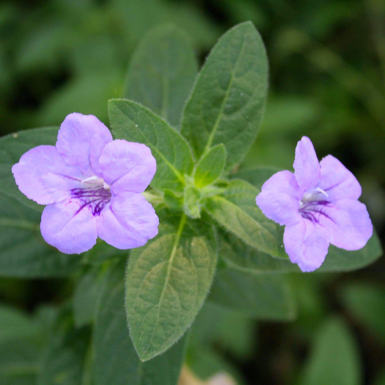 Ruellia humilis Wild Petunia for sale | Rare Roots