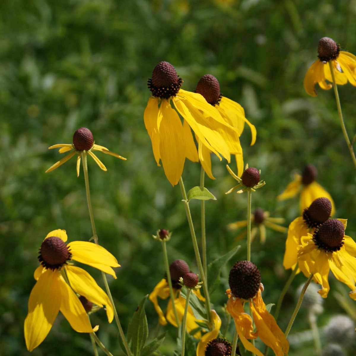 Ratibida pinnata Gray-headed Coneflower