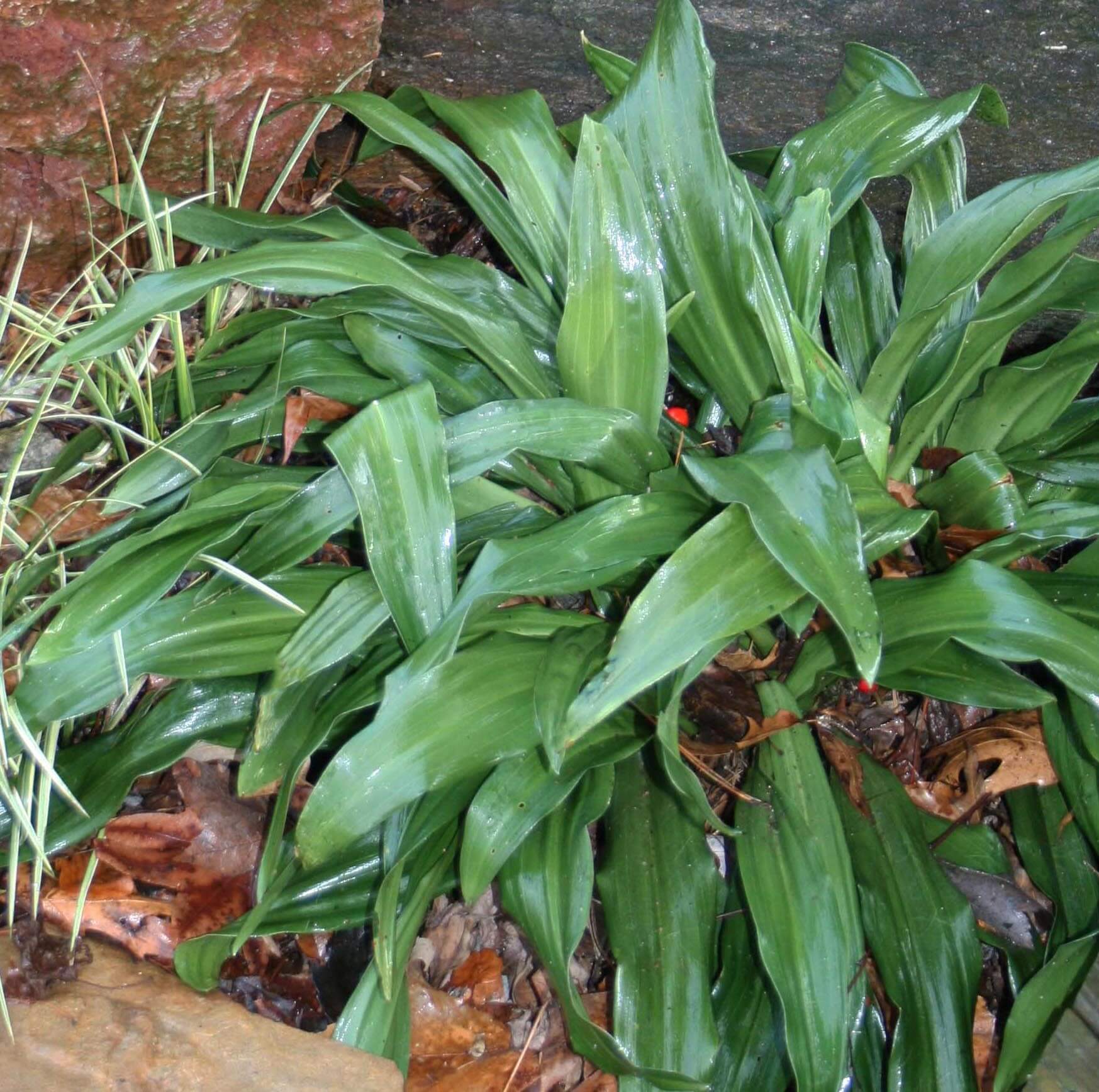 Rohdea japonica Lily of China Sacred Lily for sale