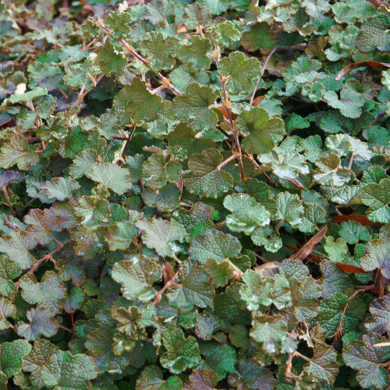 Rubus calycinoides Creeping Raspberry for sale 