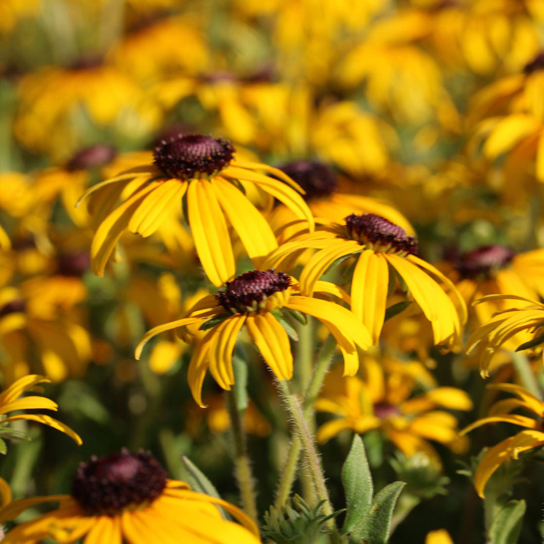 Rudbeckia fulgida 'American Gold Rush' Black-Eyed Susan