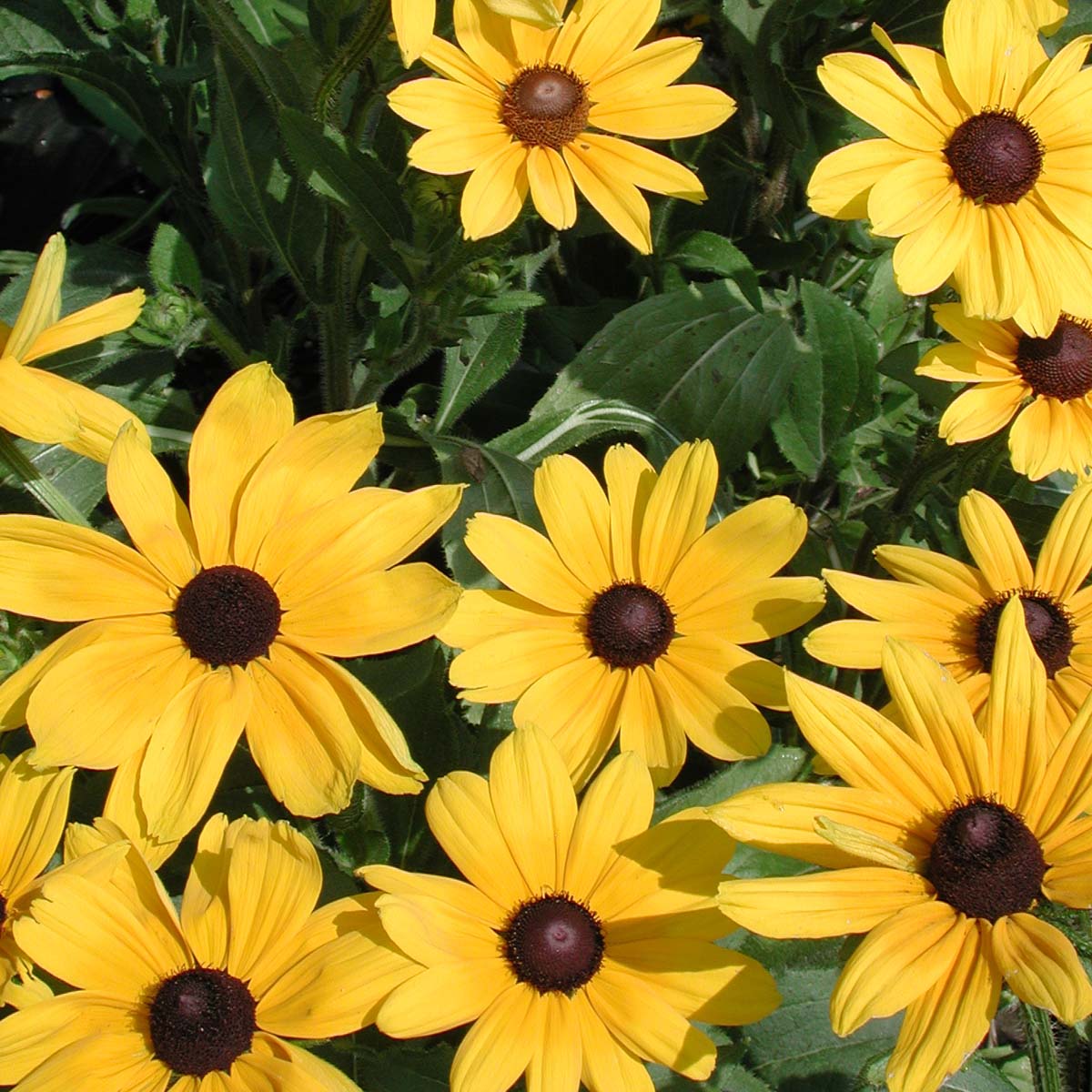 Rudbeckia hirta 'Indian Summer' Gloriosa Daisy