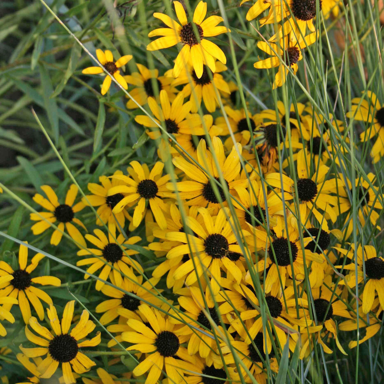 Rudbeckia missouriensis Black Eyed Susan