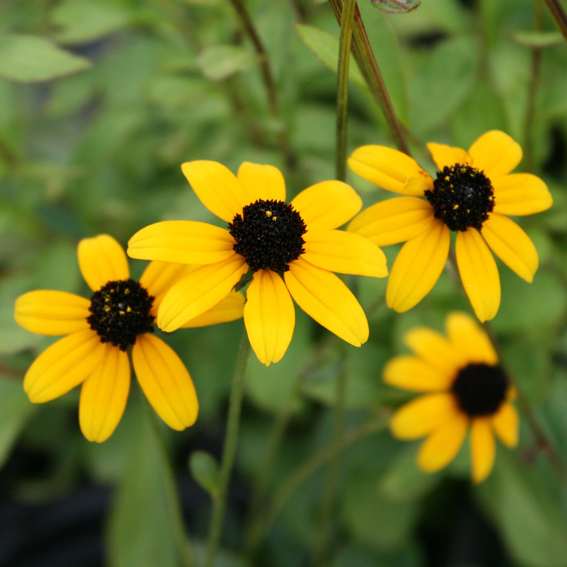 Rudbeckia triloba