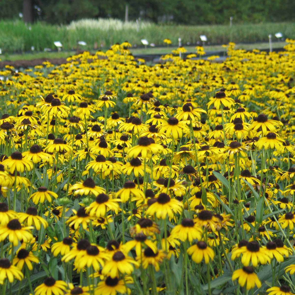 Rudbeckia fulgida var. speciosa 'Viette's Little Suzy' Black-Eyed Susan