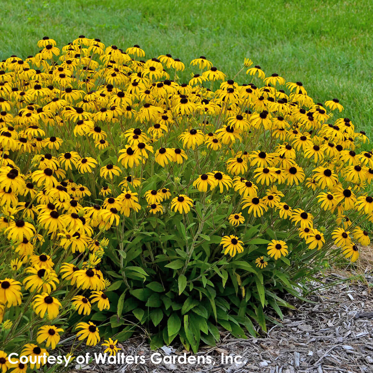 Goldsturm black discount eyed susan
