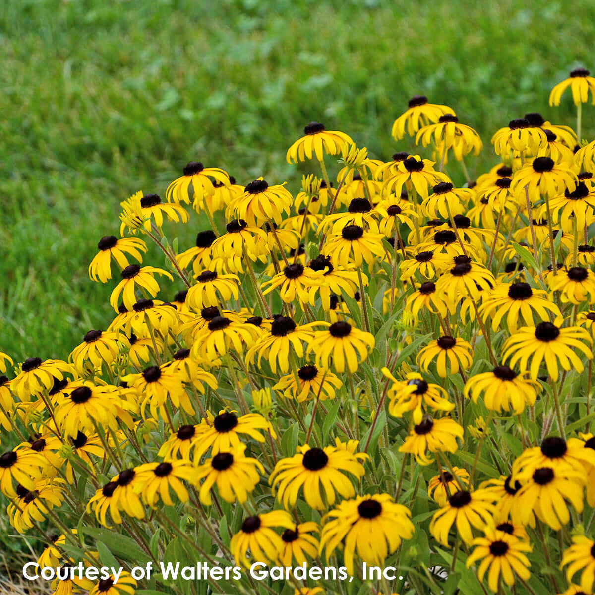 Rudbeckia American Gold Rush Black-Eyed Susan for sale