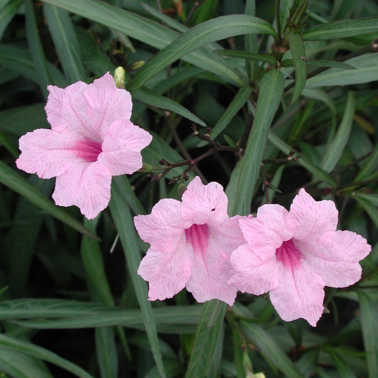 Ruellia brittoniana 'Chi Chi' Wild Petunia