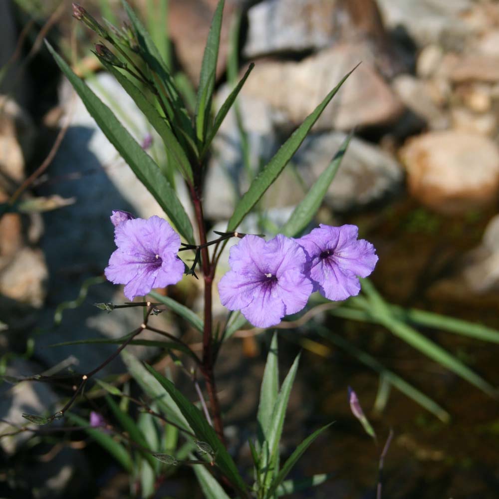 Ruellia brittoniana Wild Petunia