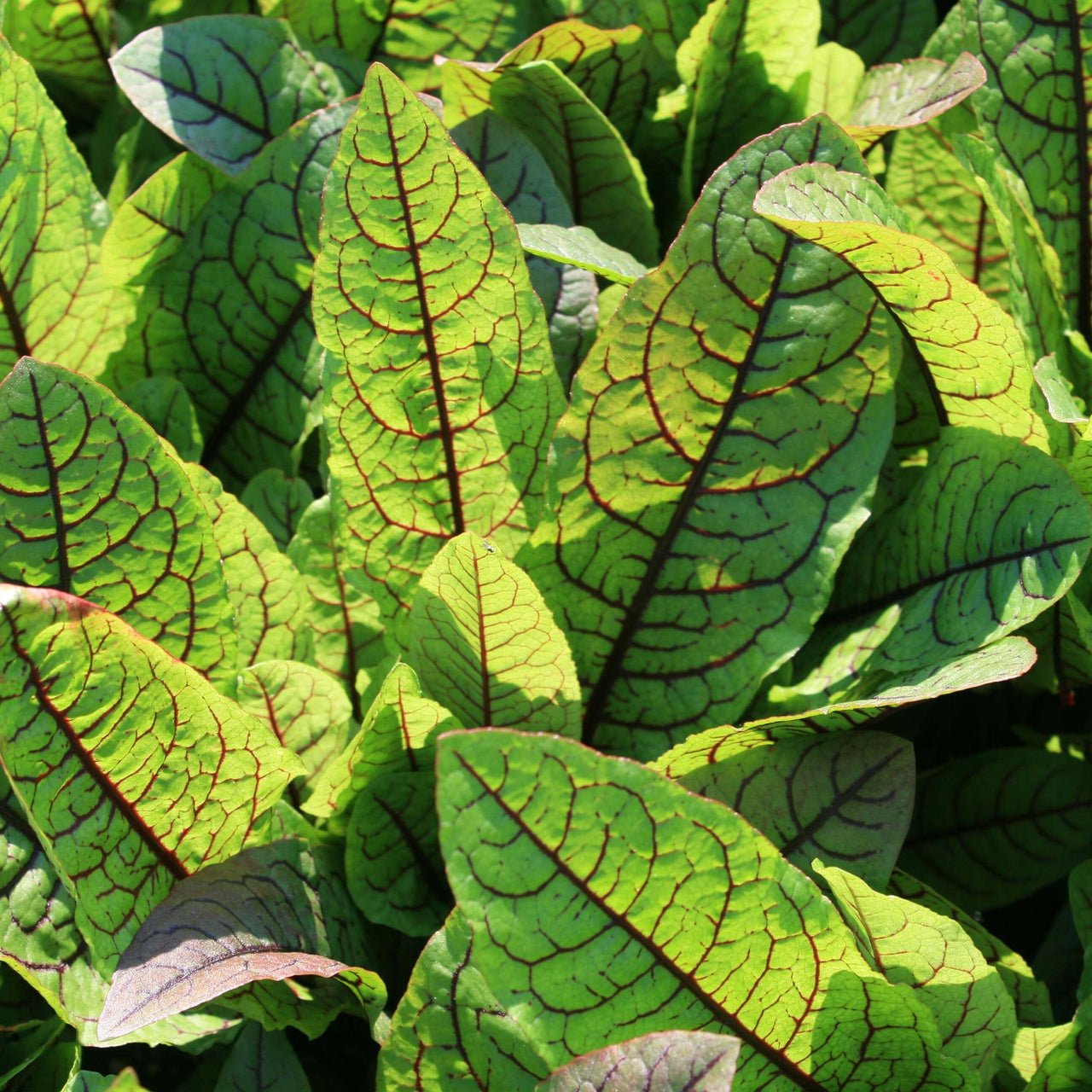 Rumex sanguineus Bloody Sorrel