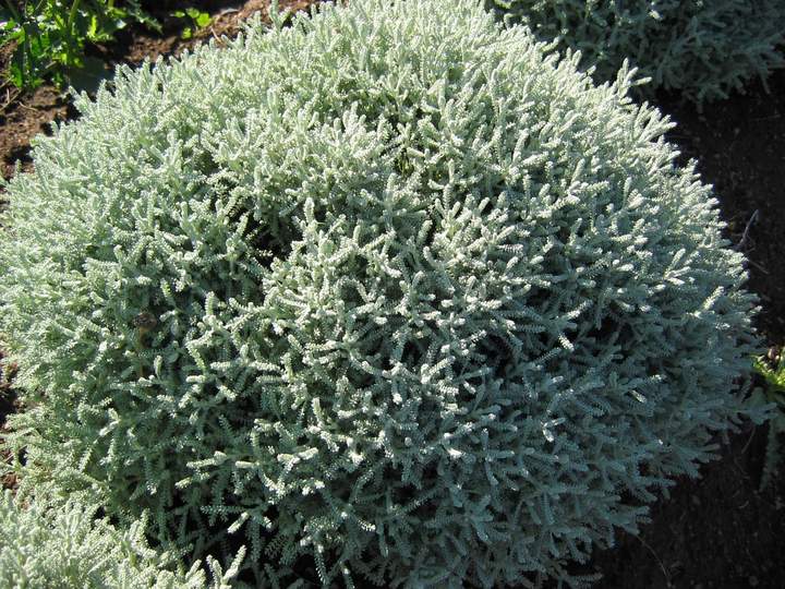 green lavender cotton plant Santolina incana Nana Lavender Cotton for Sale